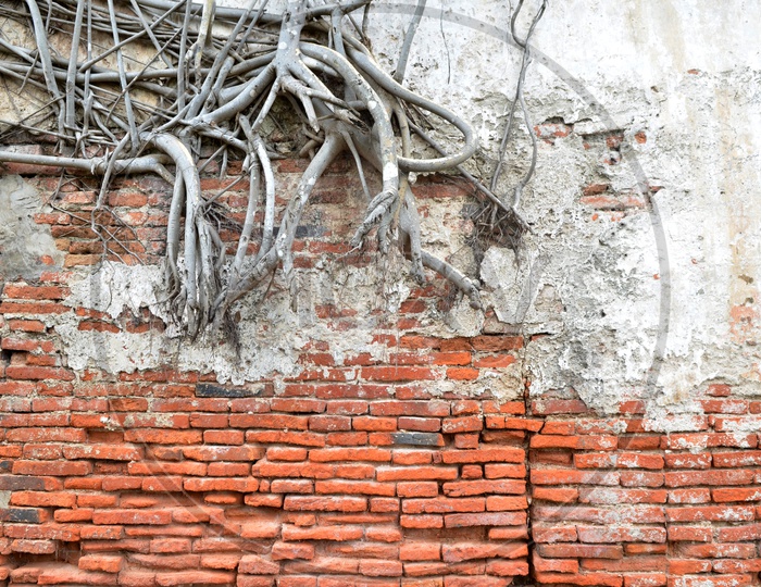Old Ruins Of a Brick  Wall With tree Roots