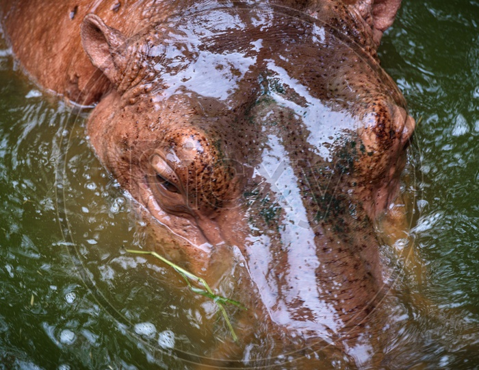 Hippopotamus Living In Water Lake