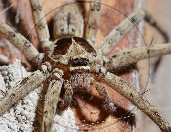Closeup with Detail of a tarantula spider