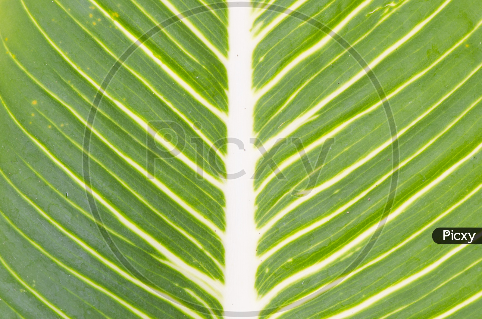 Patterns Of a green Leaf Forming a Background