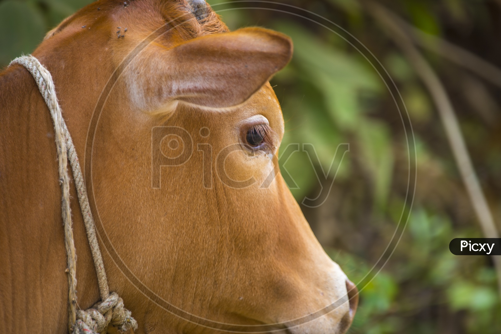 Close up of cow - Cattle Hindu Brazil in farm field, Thailand