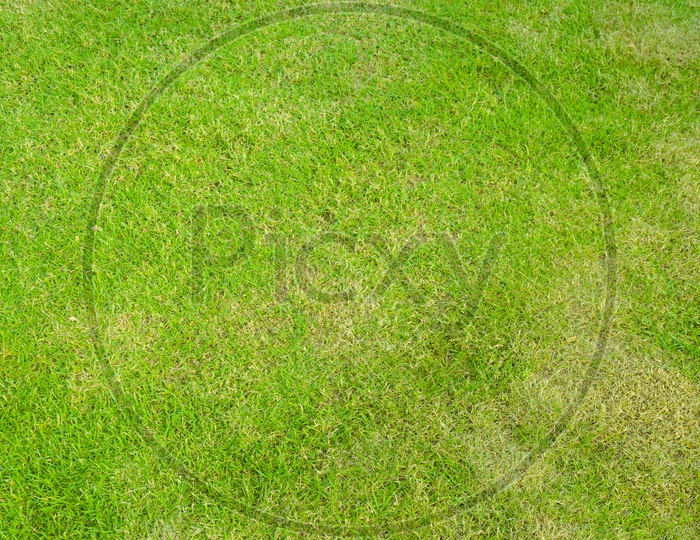 Green Lawn grass of golf field