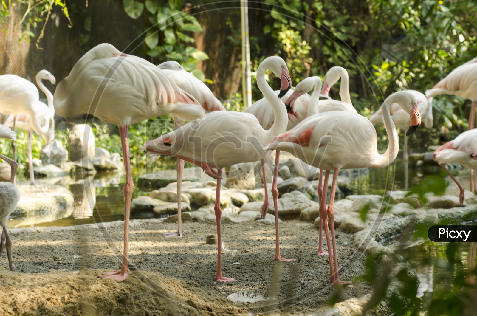 Flamingos As a Group in a Lake