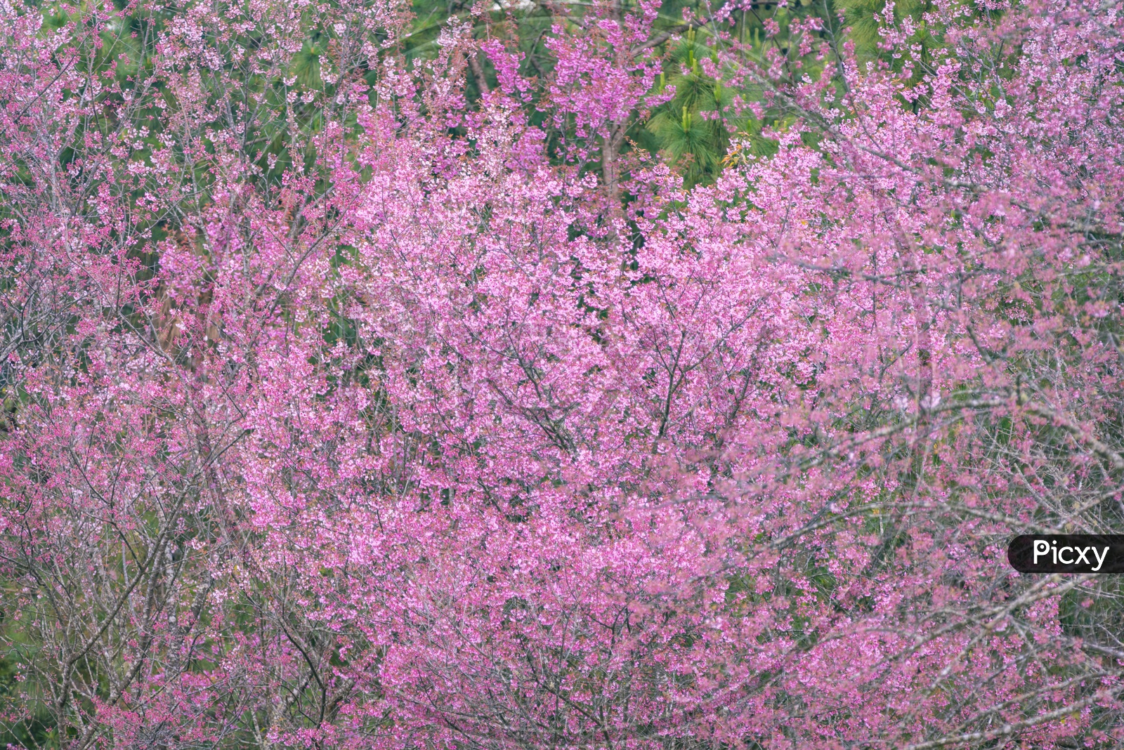 Close up of pink Sakura cherry blossom, Chiang Mai, Thailand