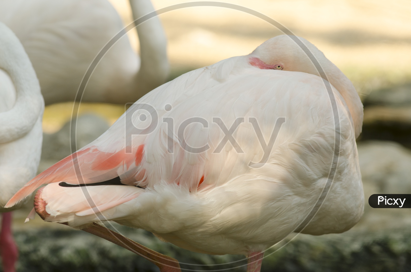 Flamingo Birds Closeup