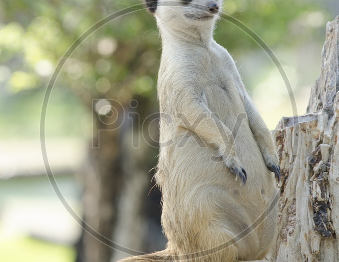 Meerkat or Suricate or Suricata in a Zoo