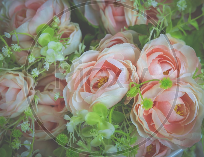 Close up of pink rose flowers background, Vintage filter image