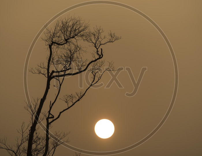 Silhouette Of Leaf less Tree Over Sunset  Sun Background