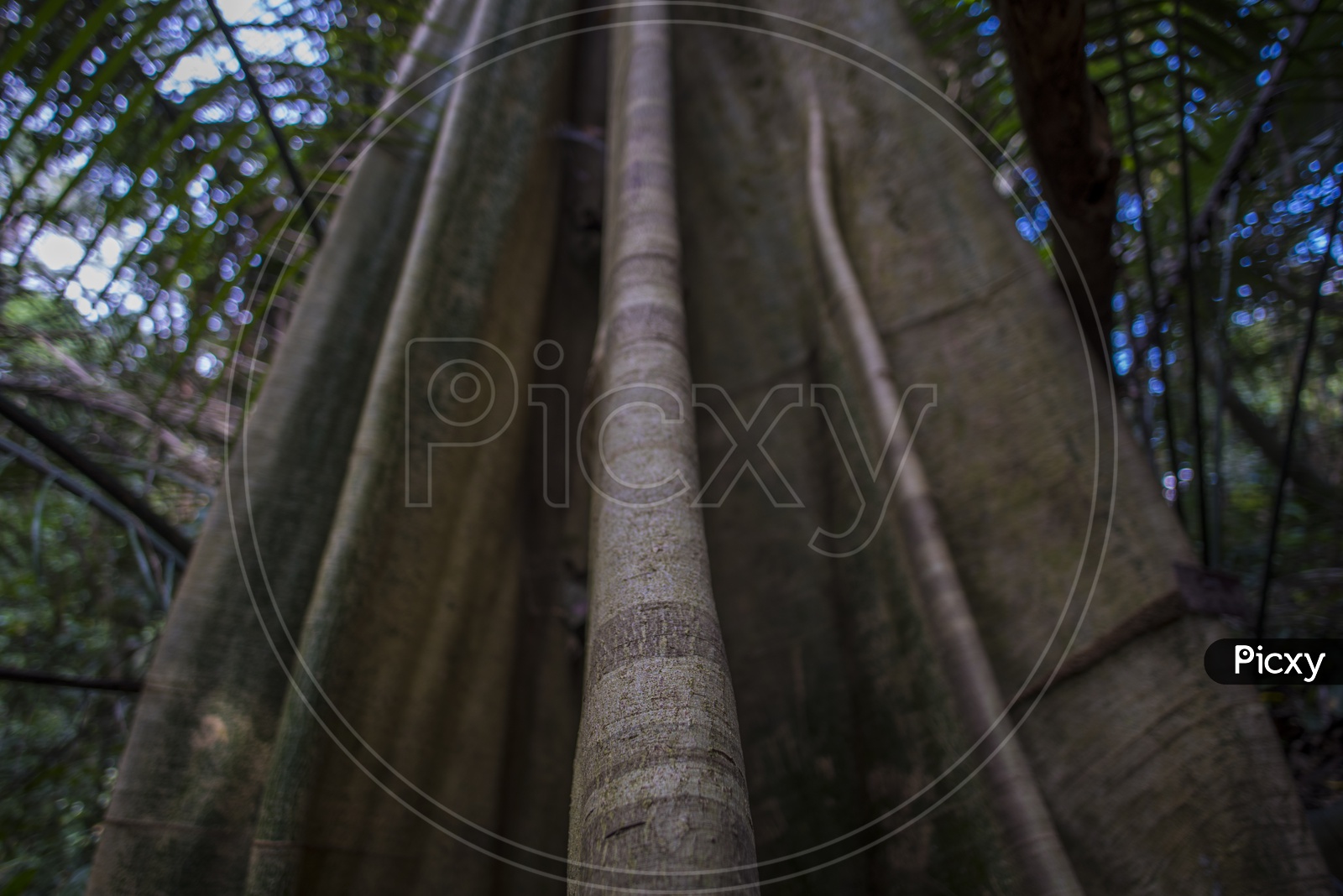 Close-up of huge tree trunk in tropical forest in Thailand national park