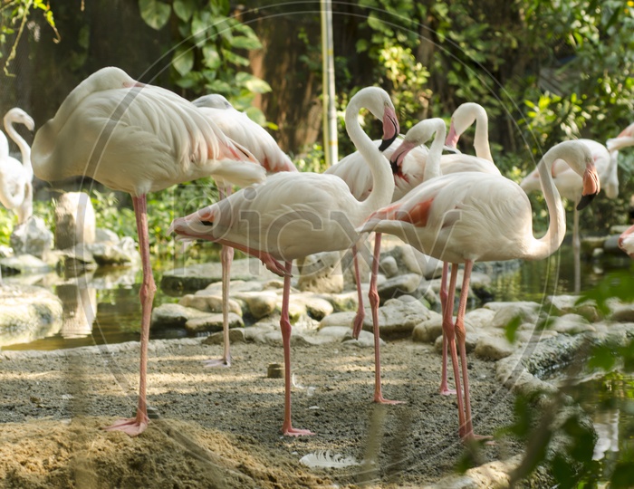 Flamingos As a Group in a Lake