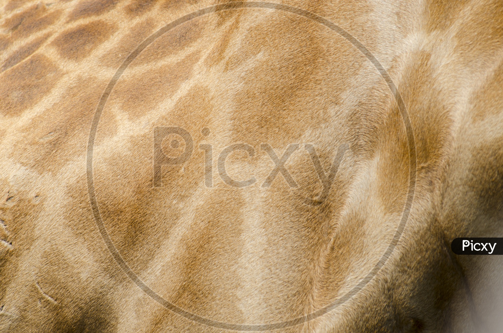 Patterns On giraffe  Skin
