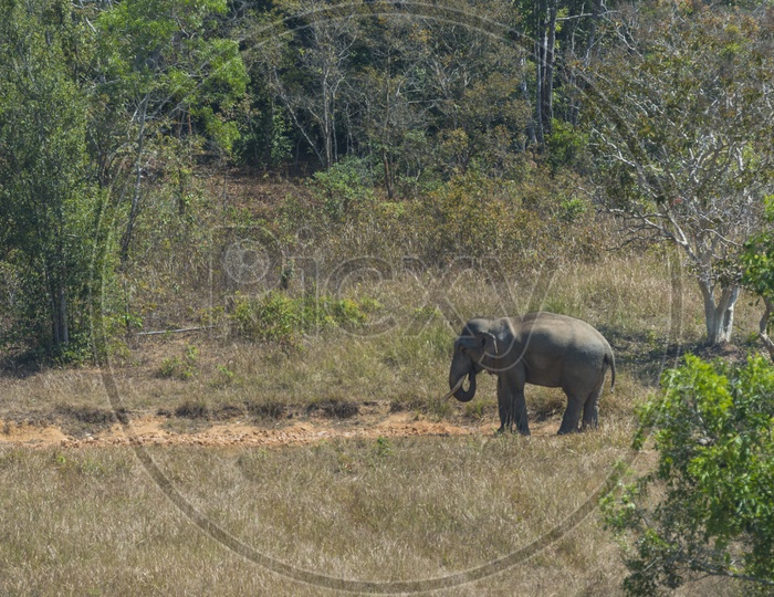 Big wild Elephant in Khao Yai National Park