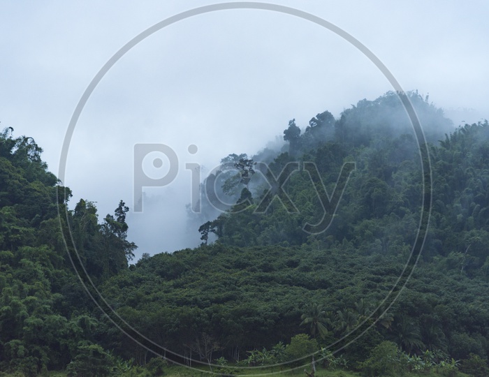 Tropical Forest Trees In Green Mountains With Fog Clouds
