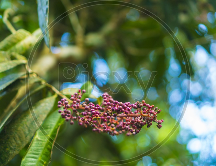 Berries Bunch On a Tree Branch in Tropical Forest of Doi Inthanon National Park