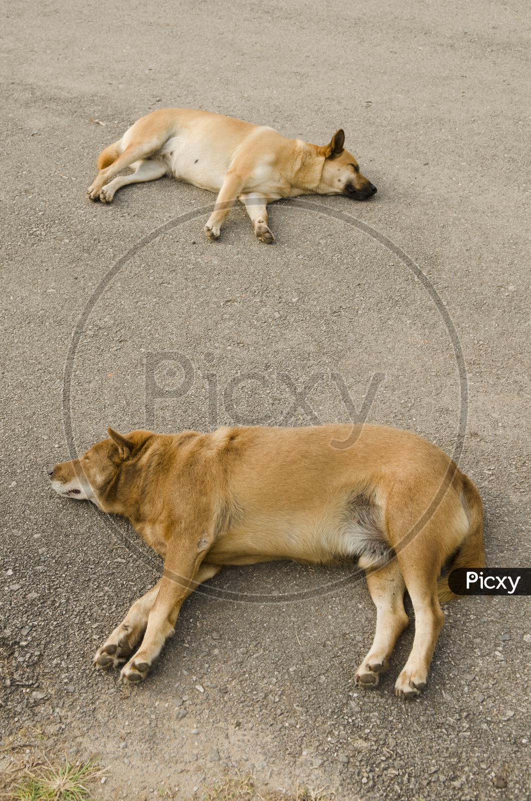 Stray tired dogs sleeping on Roads