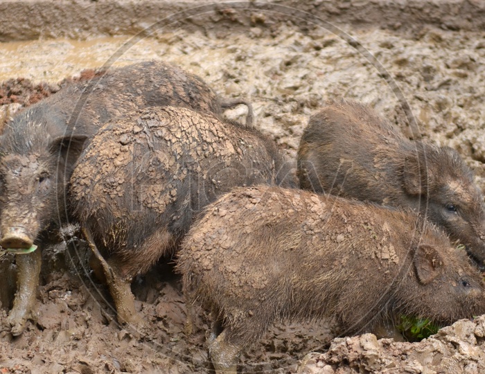 dirty piglets  laying in the mud