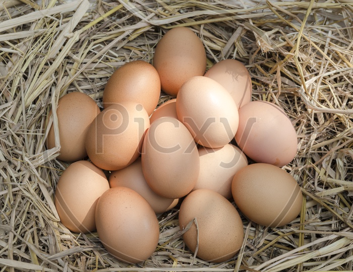 chicken eggs or organic Eggs In a tray