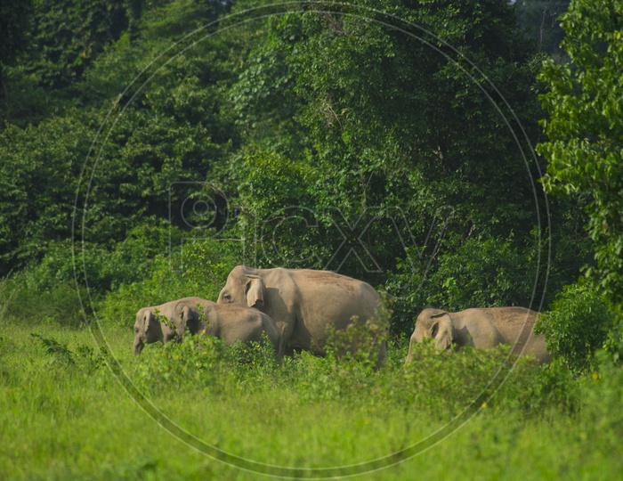 wild Asian elephants in the deep tropical forests Of Kui Buri National Park