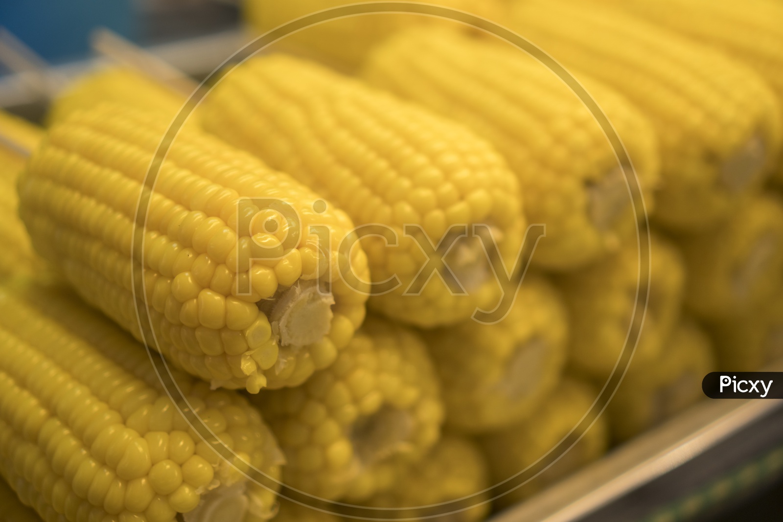 Sweet corn  Closeup Filled Background