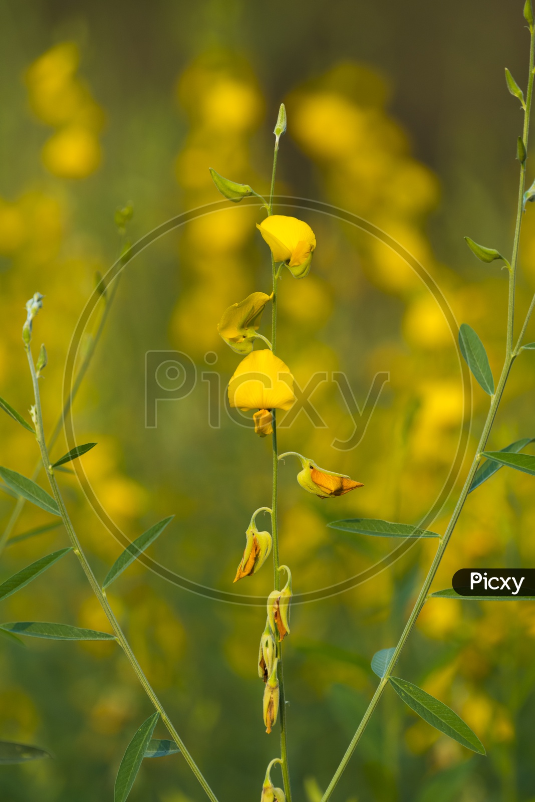 Yellow Flowers In Mustard Field