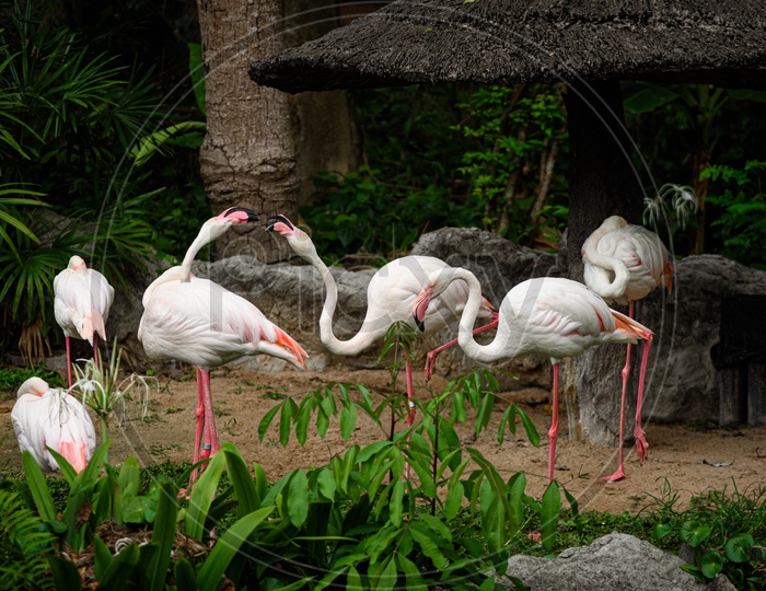 white flamingo or The Greater Flamingo  family living in nature