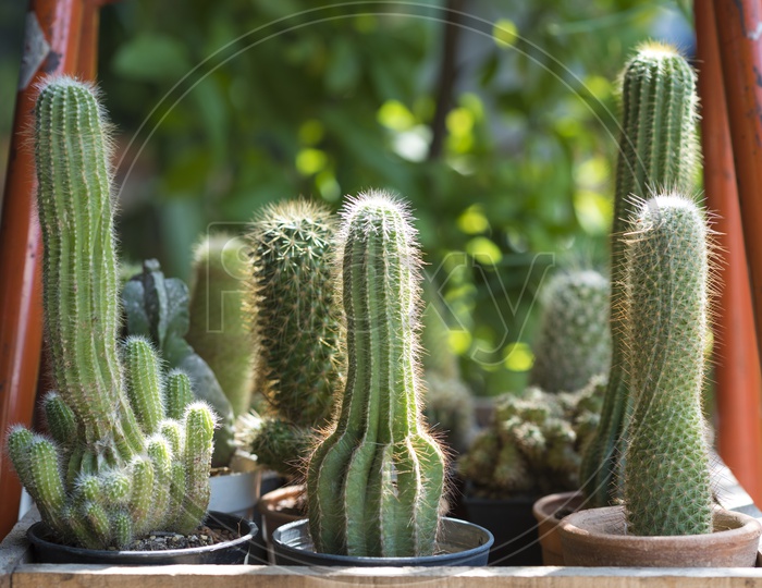 green cactus Plants Closeup