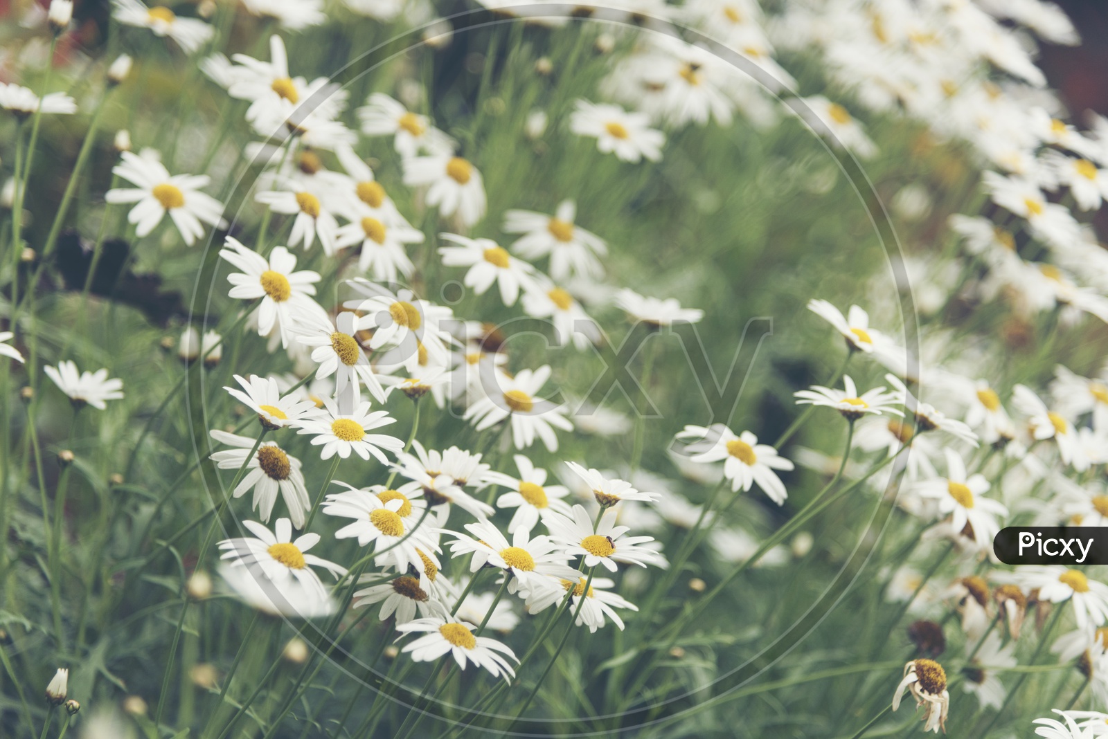 Ox - Eye Daisy Or Dog Daisy Flowers