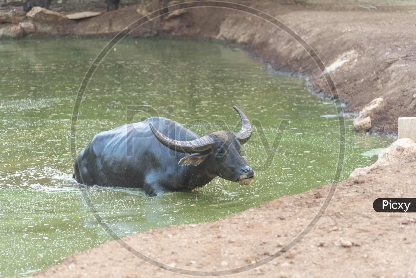 Buffalo Coming Out Of  Water Pond