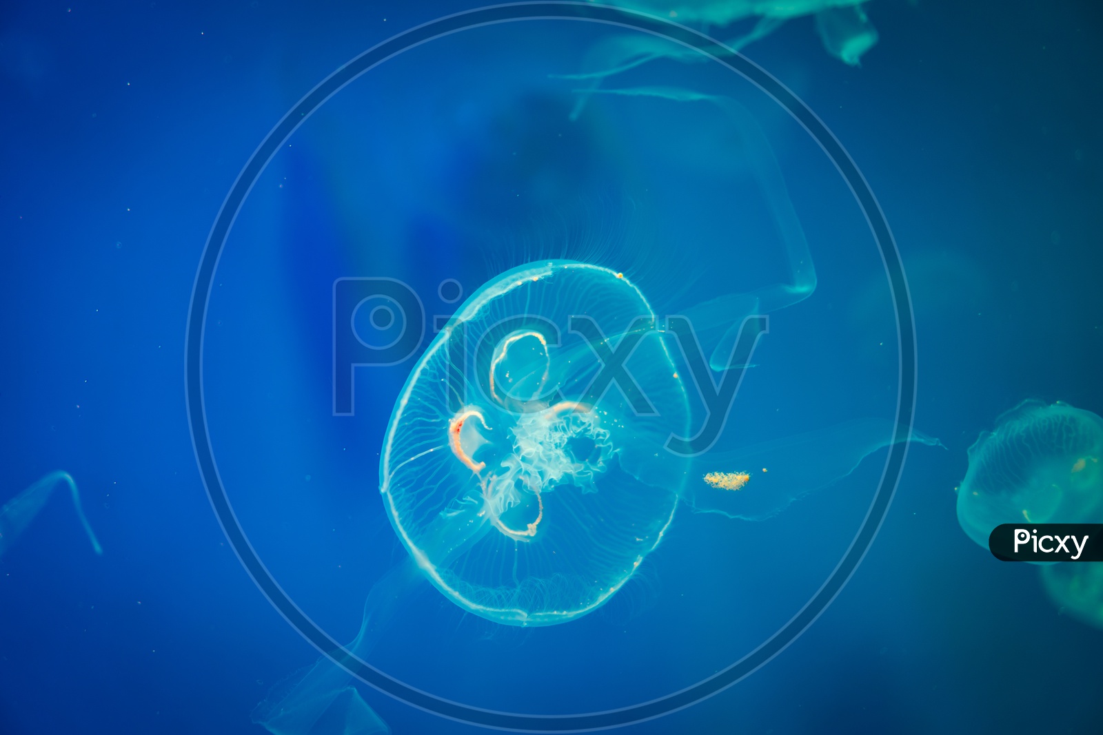 jellyfish in blue Sea Water