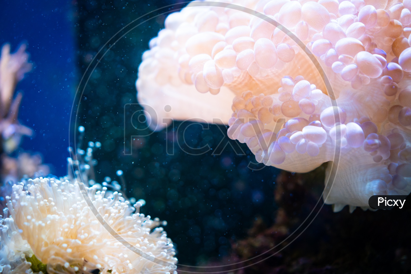 Coral Reef with Under Water Eco-System  in  a Aquarium Closeup