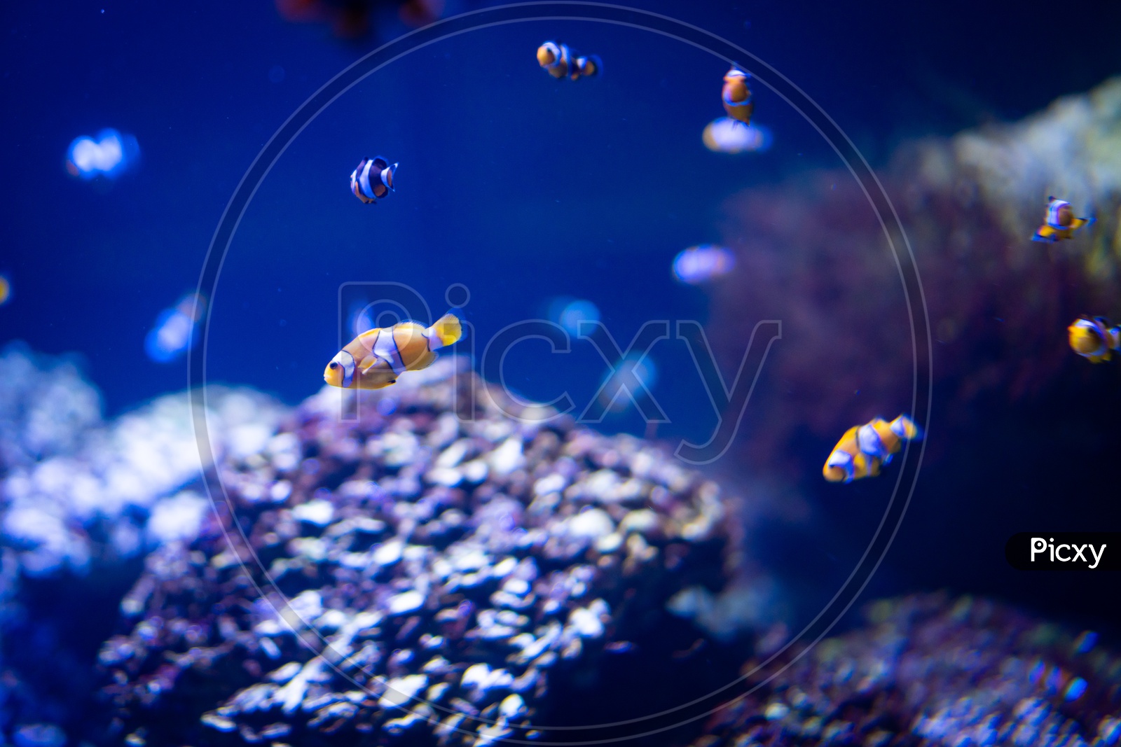 Fish in a Coral Reef Under water Eco-system  With Reef Building Corals in an Aquarium