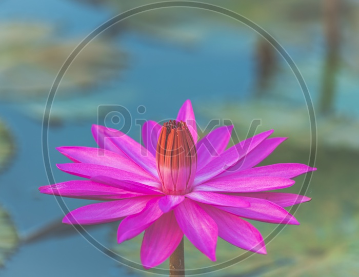 Pink Lotus Flower Closeup in a Tropical Lake Background