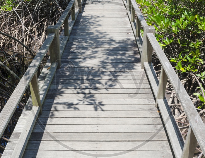 Old Wooden Bridge Pathway In  Mangrove Forest