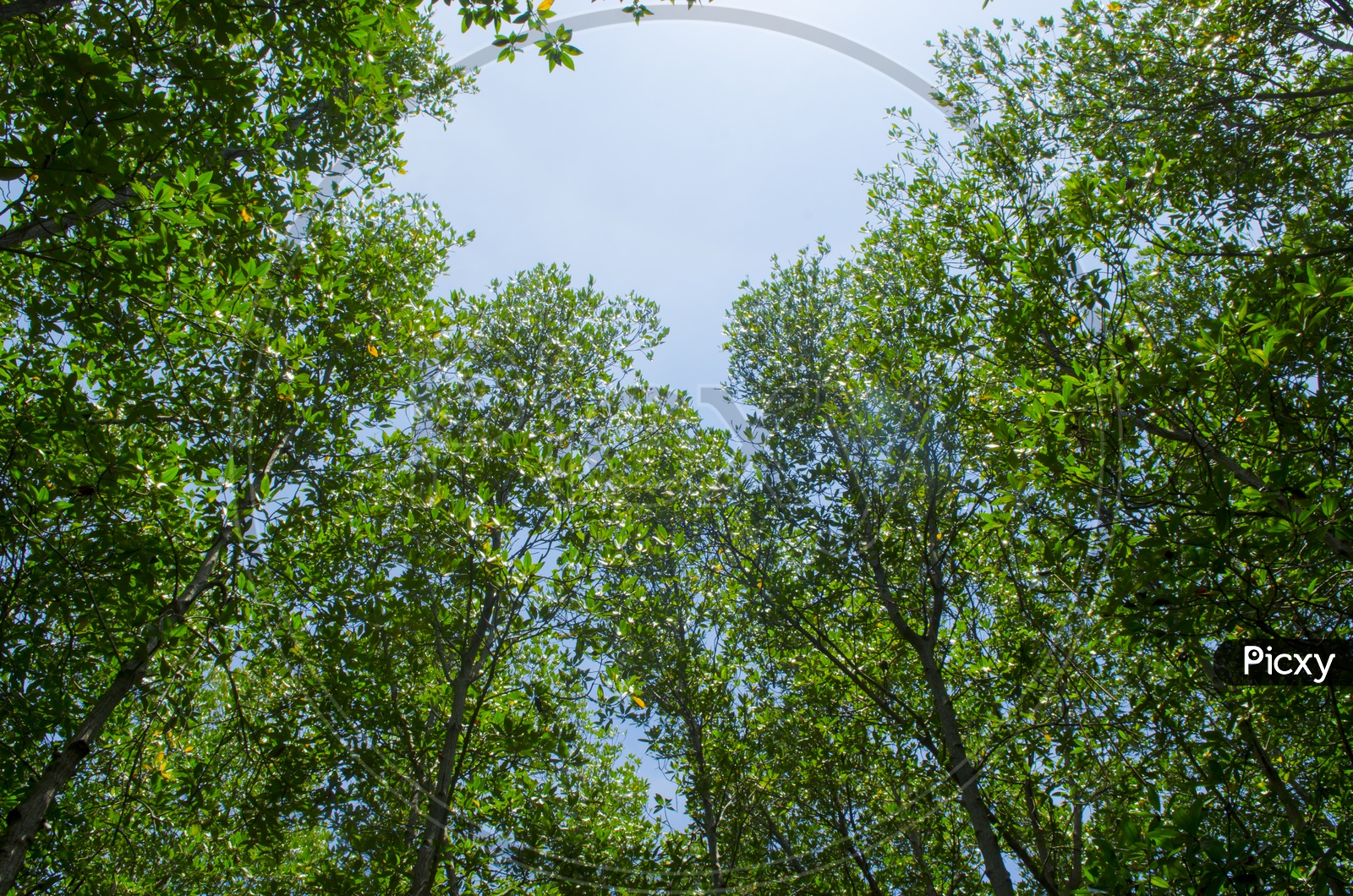 Mangrove Trees wide angle shot
