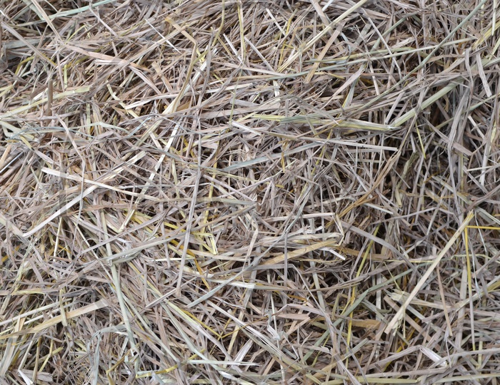 straw and hay or Dried Paddy Grass Texture Filled Background
