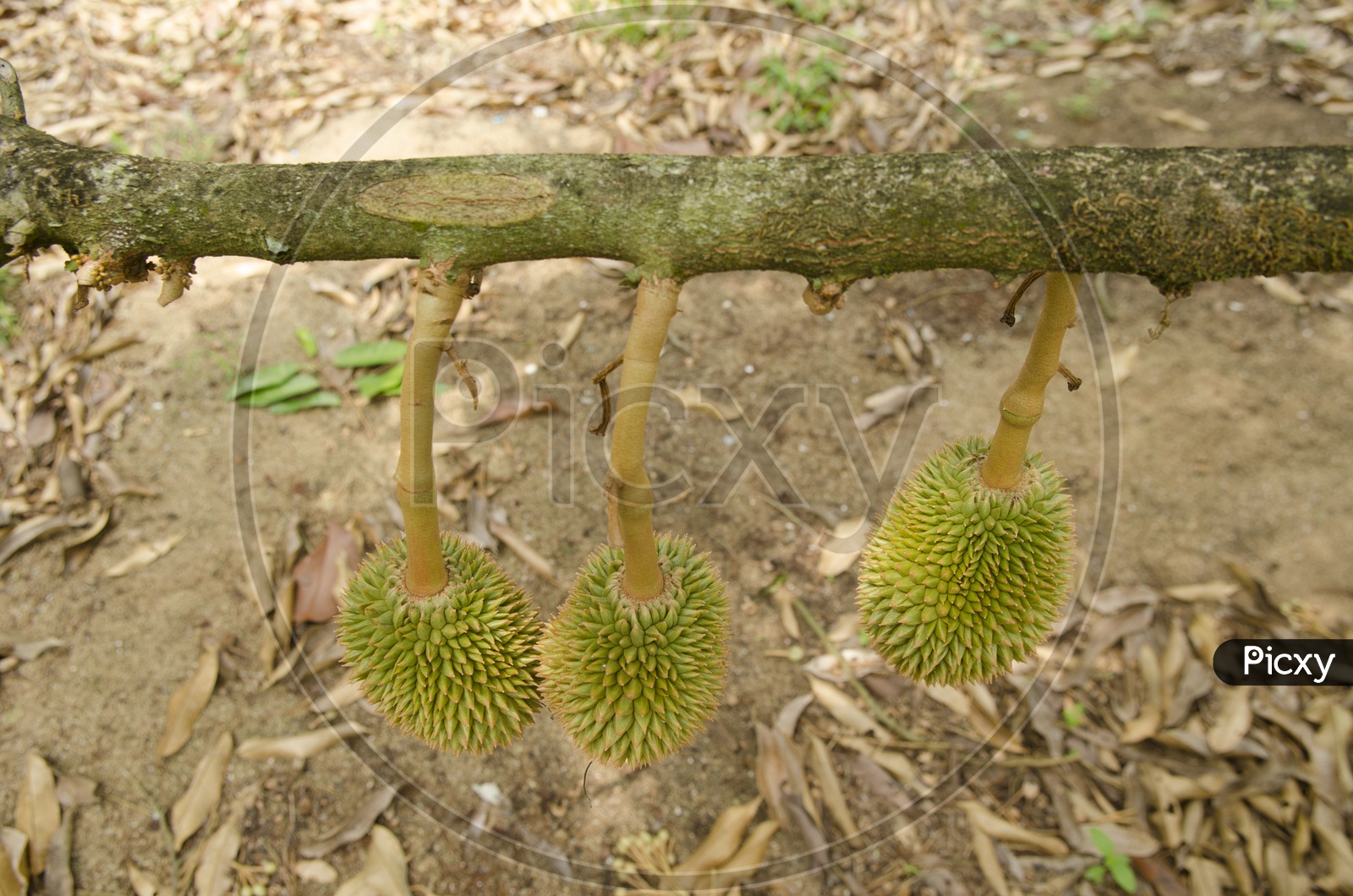 Fresh Durian on tree in moist orchard