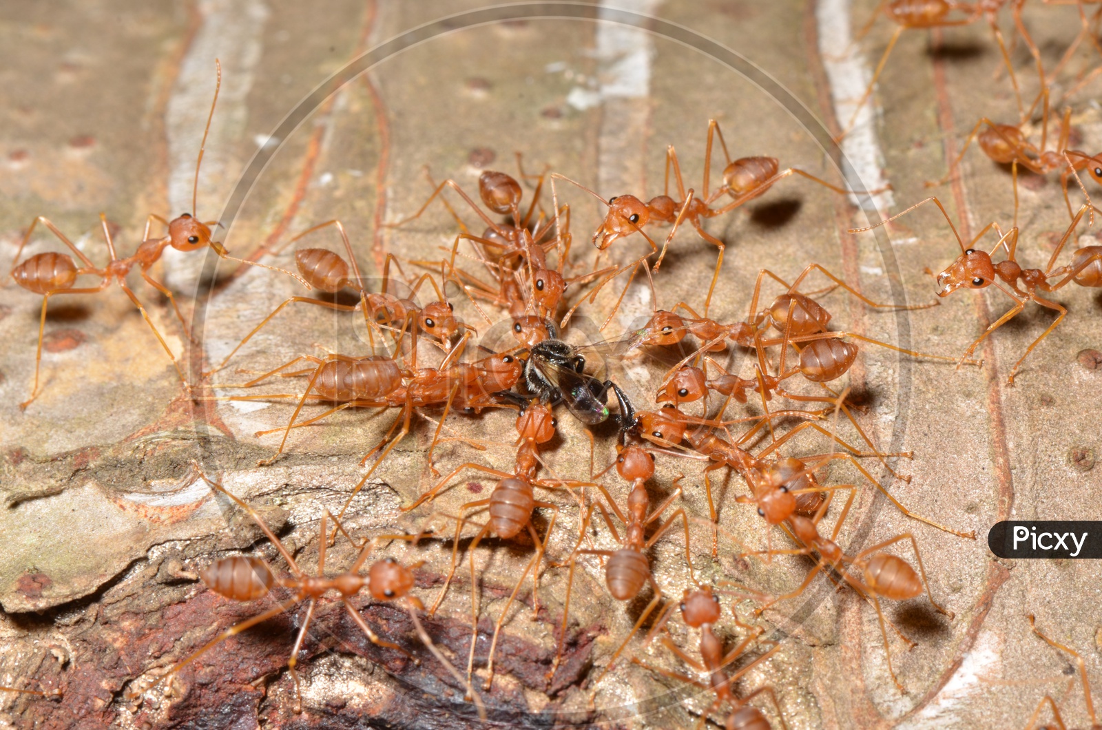 Red fire ants as a Group on a tree bark