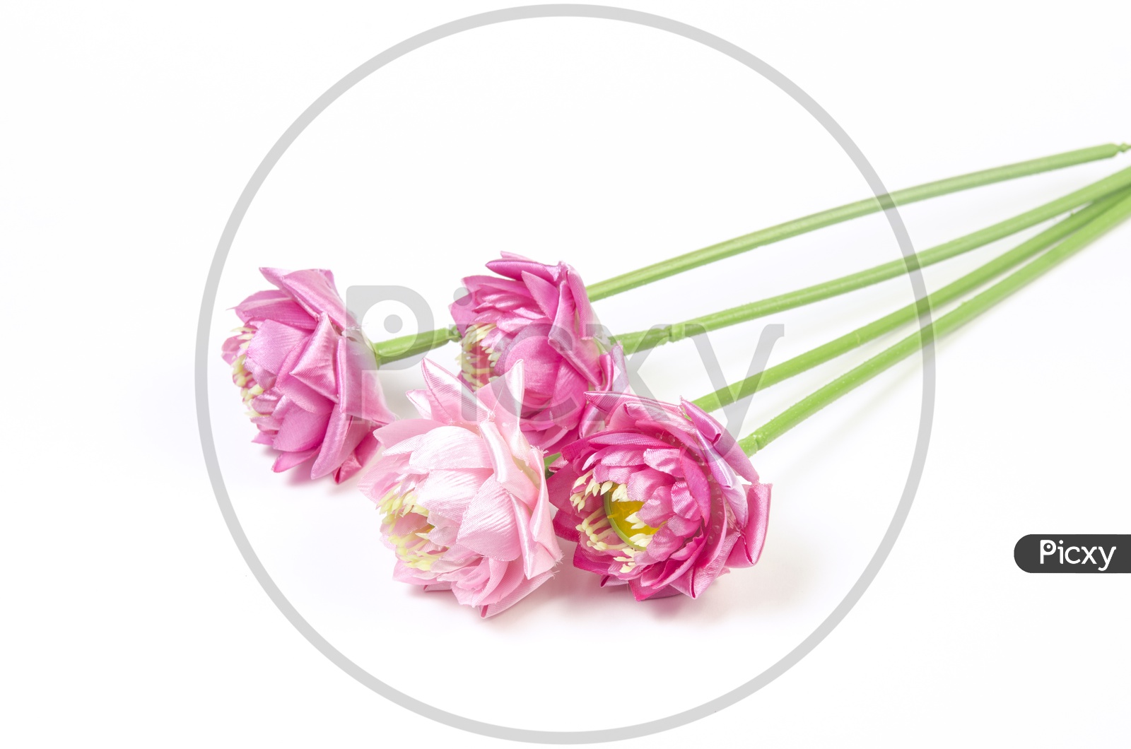 Pink Lotus Flowers Bunch On an Isolated White Background