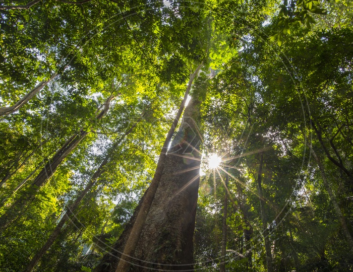 Sun rays through trees in tropical forest in Thailand national park