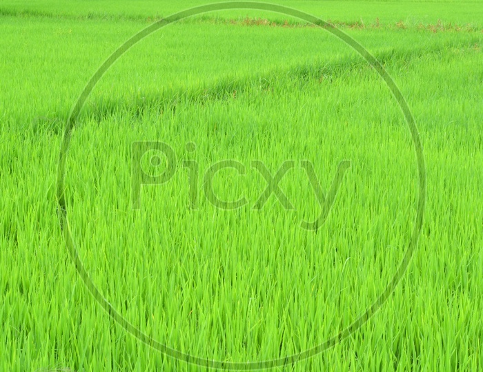 Rice Or Paddy Agricultural Field