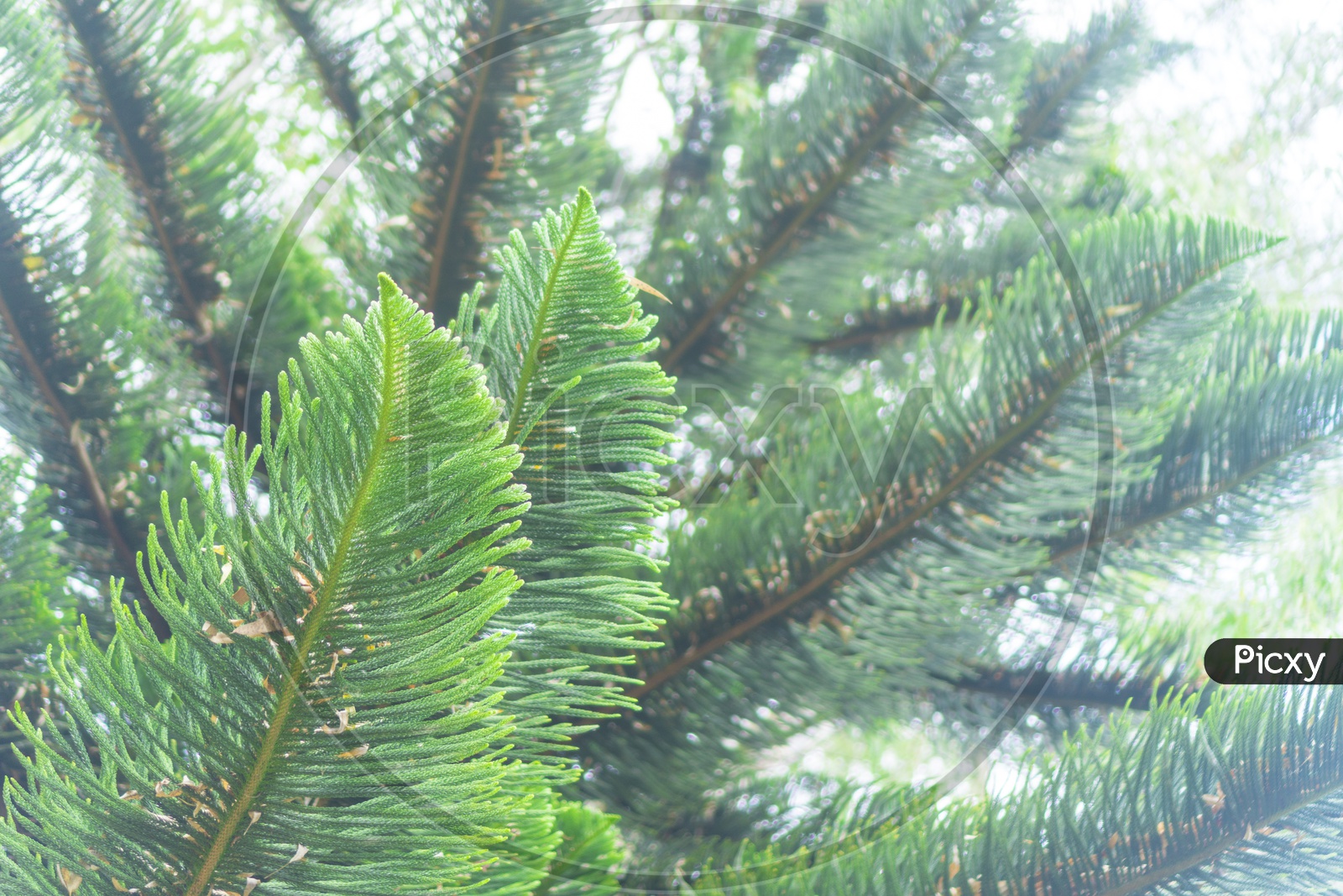 Green Leafs of pine Tree In tropical Forest Forming a Background