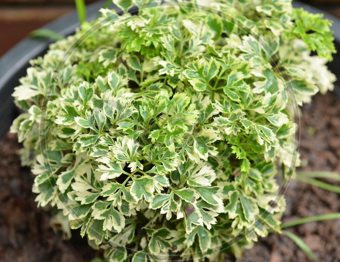 Small shrubs Growing in a pot