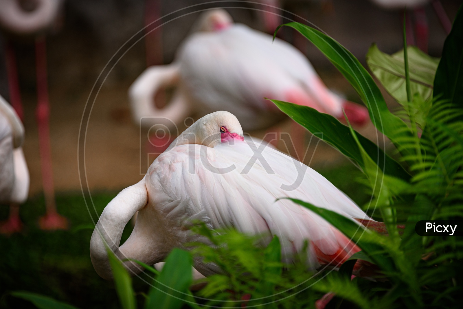 Flamingo  With Pink Beak In Nature