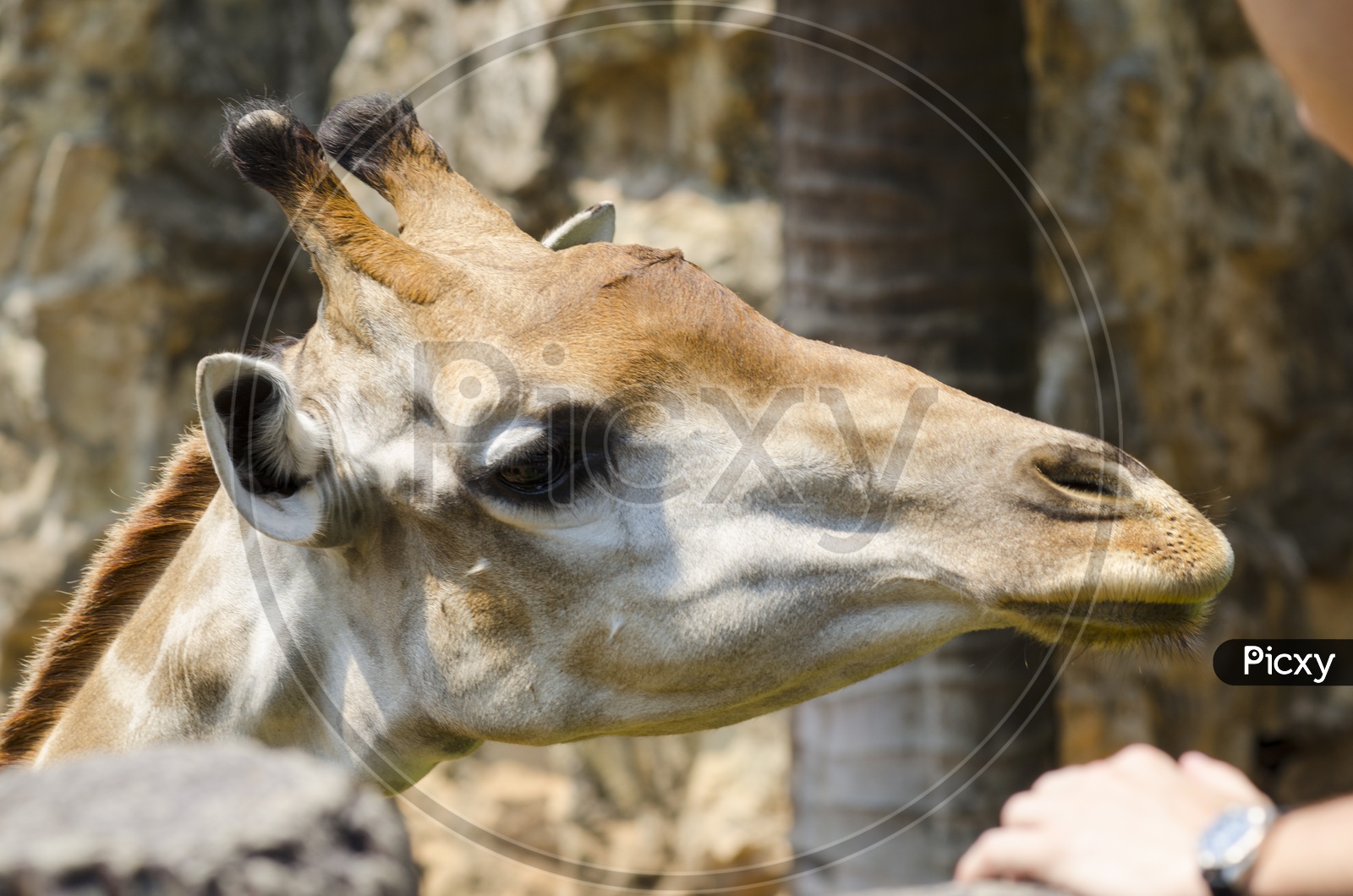giraffe Head Closeup