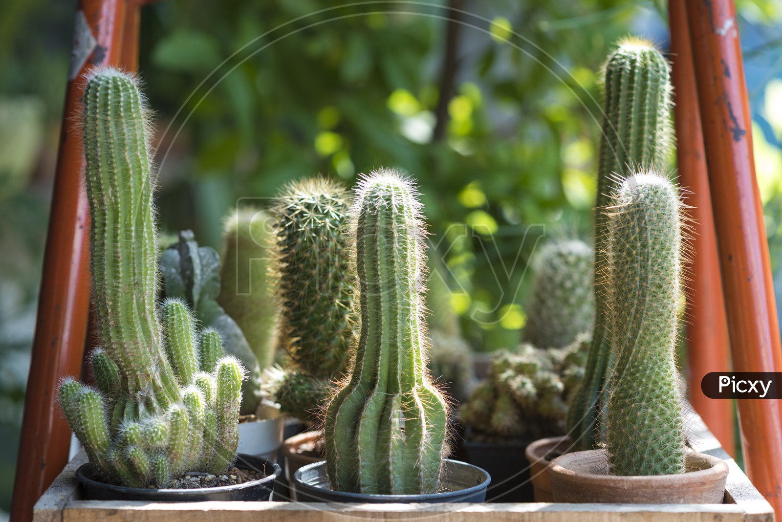 green cactus Plants Closeup