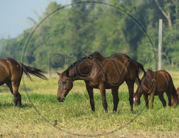 Group Of horses in Green pastures