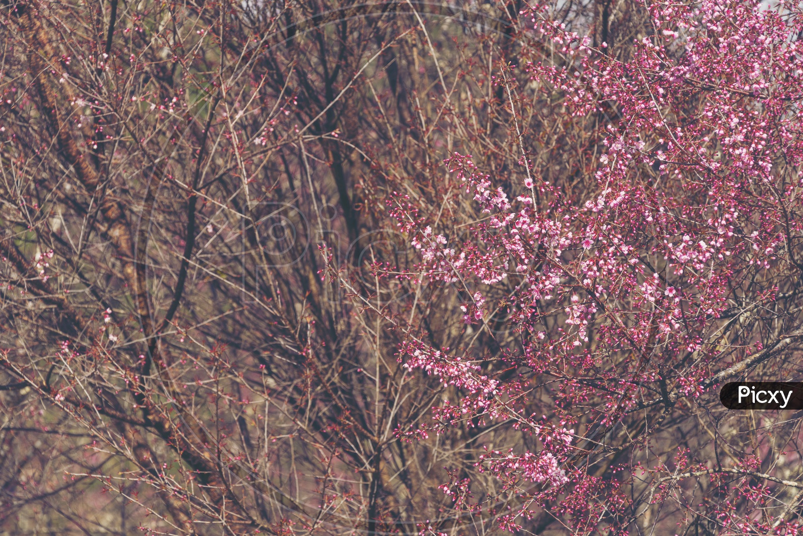 Peach tree with pink flowers