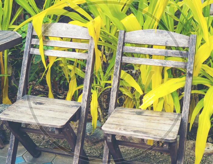 Old Wooden Chairs in a House Garden With Plants Backdrop