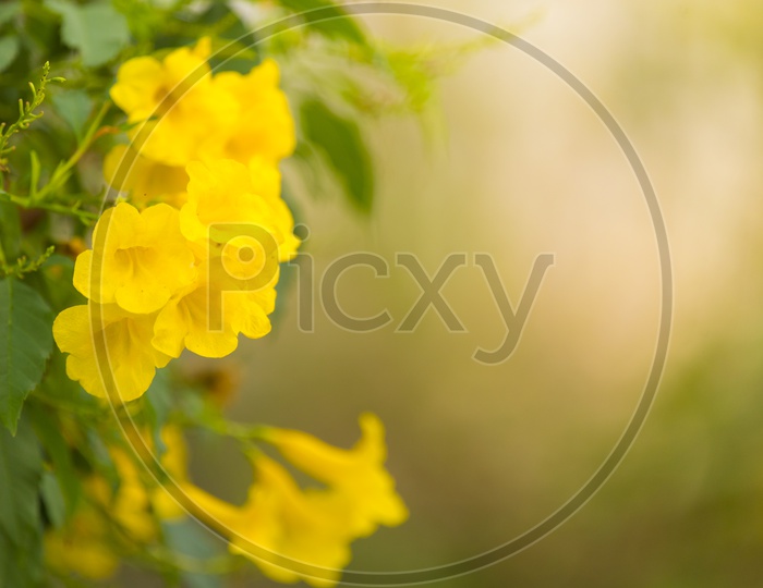 Yellow Flower Blooming On Plant With Bokeh Background And Copy Space For Text