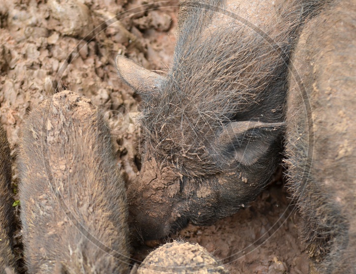 Pig and Piglets In Mud